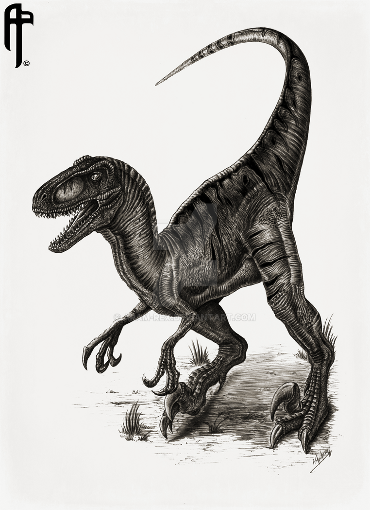 jurassic_park_velociraptor__utahraptor__by_aram_rex-da7j8s0.png