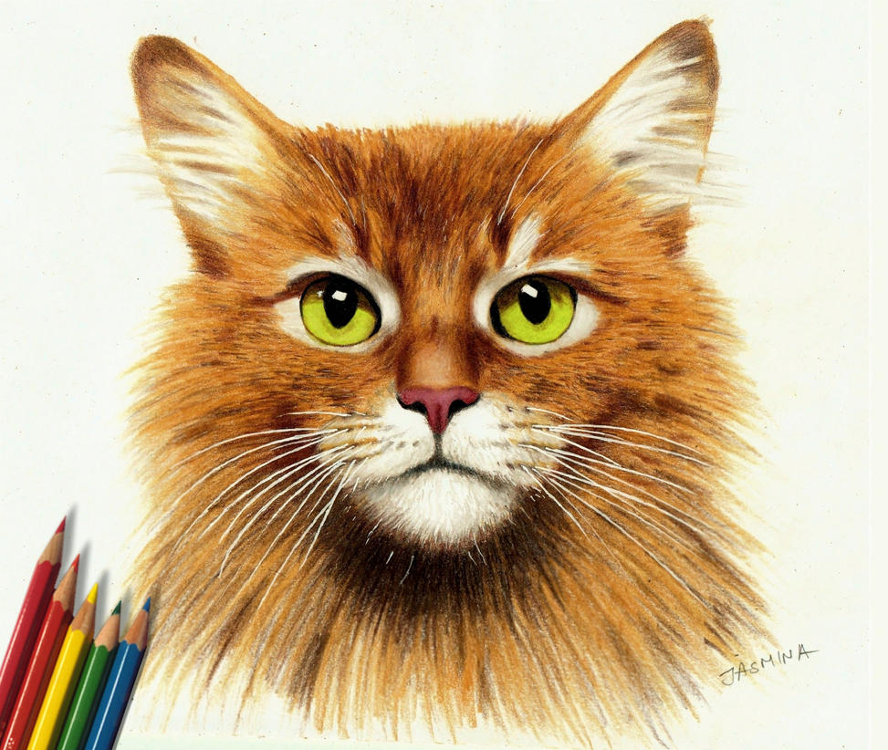 Colored Pencil Drawing Somali Ginger Cat by JasminaSusak on DeviantArt