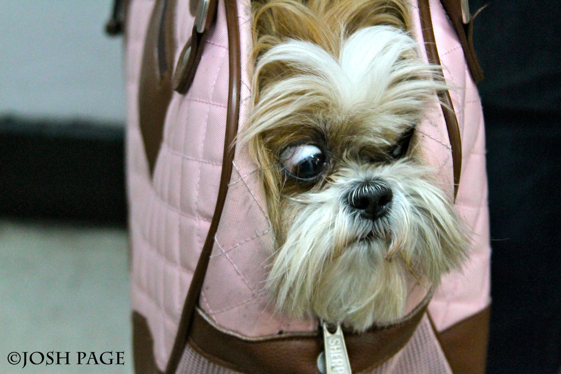 dog_in_a_bag_by_joshpage-d3hux5i.jpg