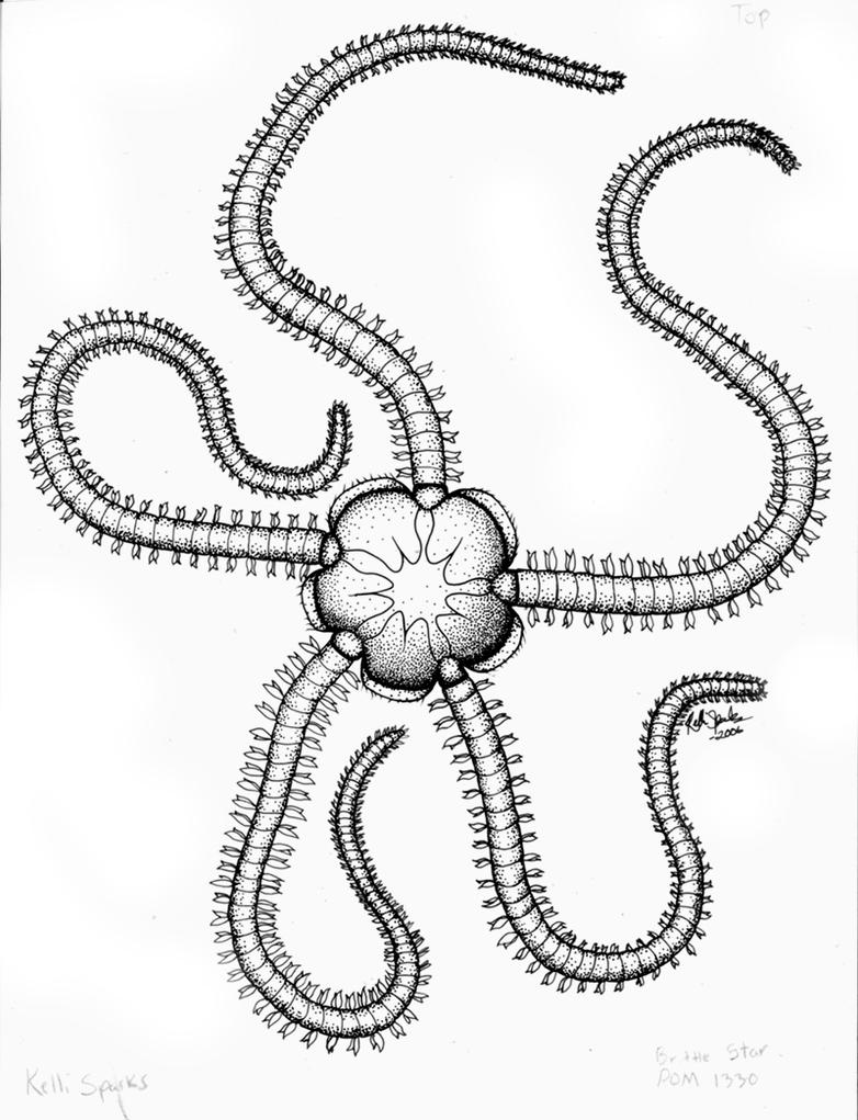 brittle star by GreenChikin on DeviantArt