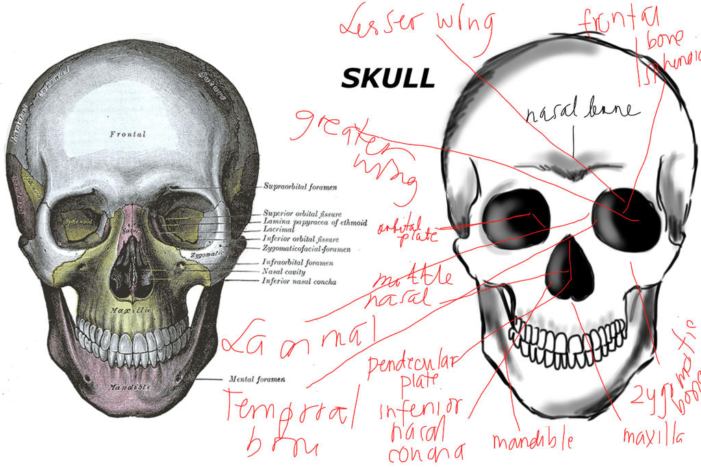 Human skull anatomy by CrazyAzy21 on DeviantArt