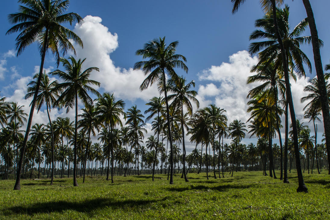 Palm tree plantation... by ssabbath on DeviantArt