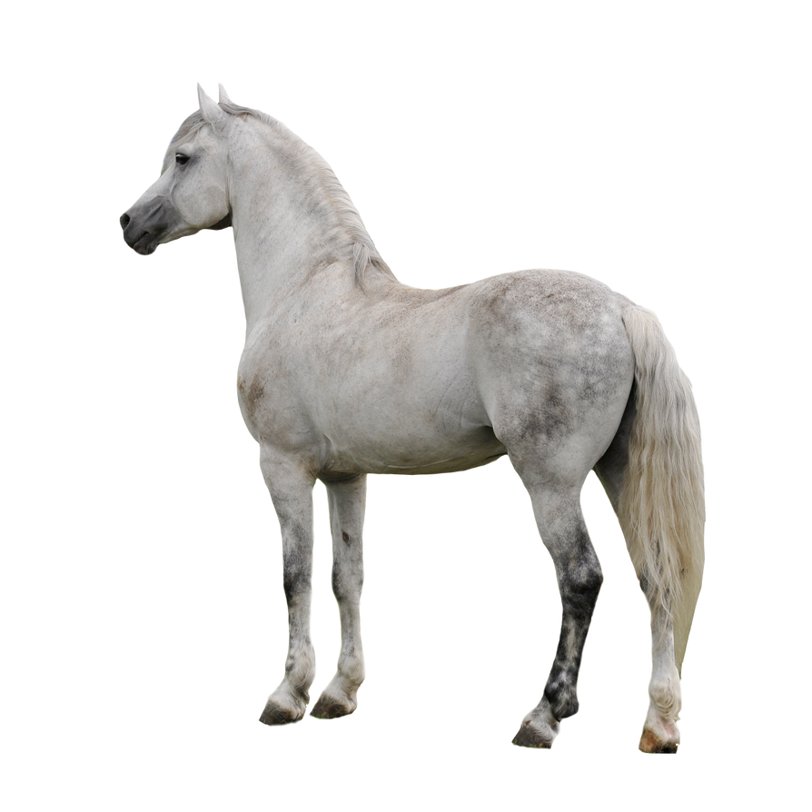 Tag 309001 sur Equid'Design Grey_horse_precut_and_tack_removal_by_euphoraza-d4jgzuy