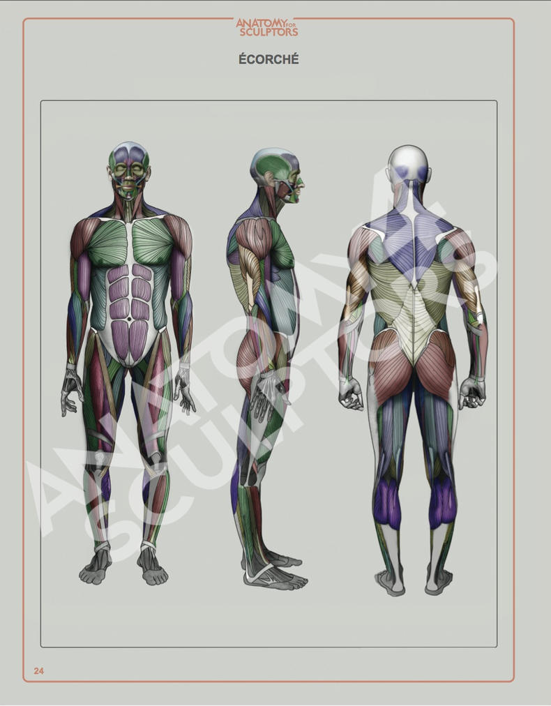 Ecorche by Anatomy 4 Sculptors by anatomy4sculptors on DeviantArt