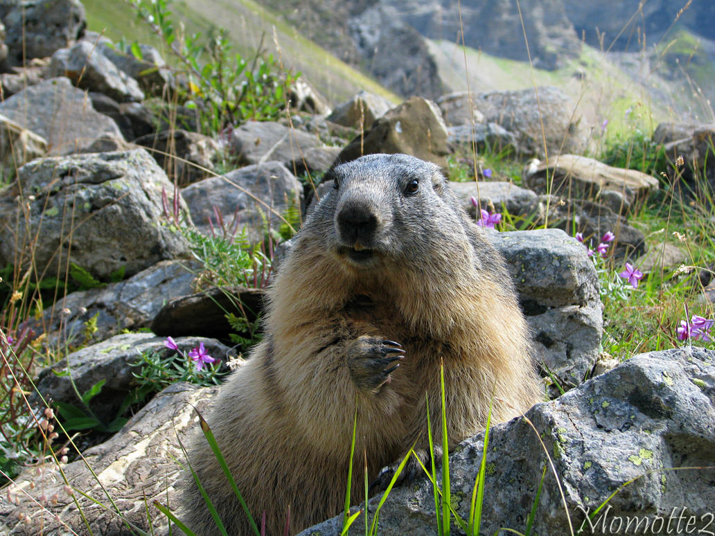 Happy marmot in flowers by Momotte2 on DeviantArt