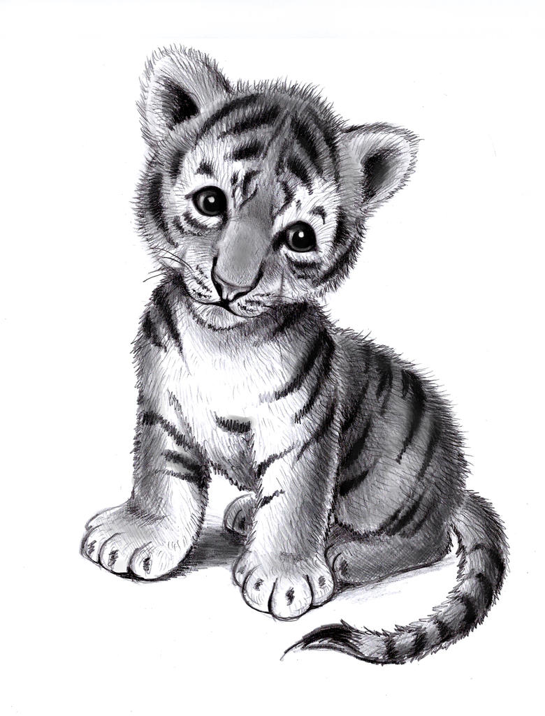 Tiger cub by zdrer456 on DeviantArt