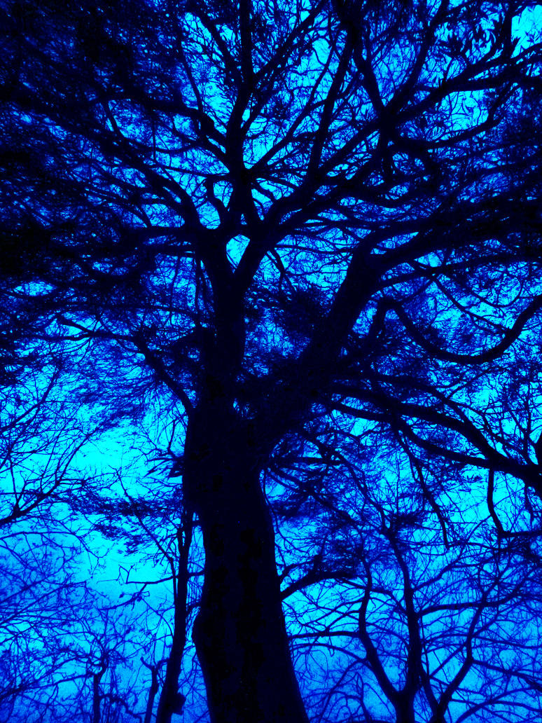 Willow Tree in dark by SrTw on DeviantArt