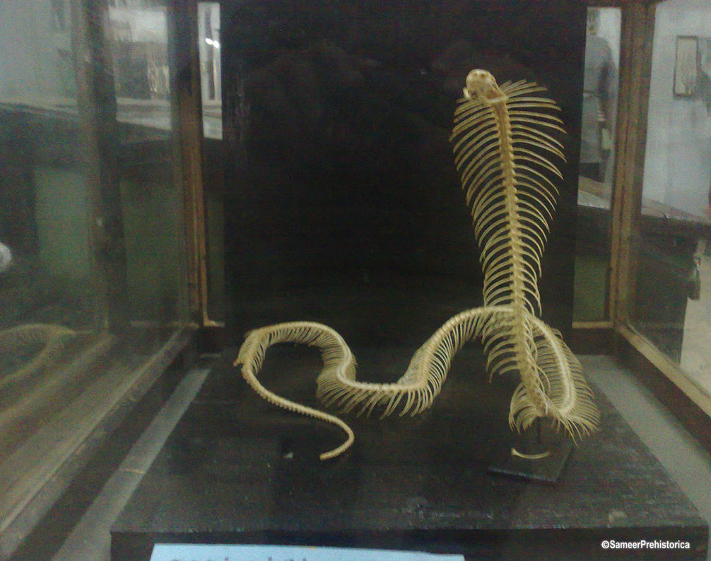 King Cobra Skeleton By Sameerprehistorica On Deviantart