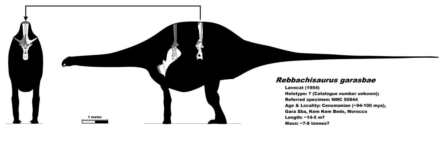 rebbachisaurus_skeletal_by_palaeozoologi