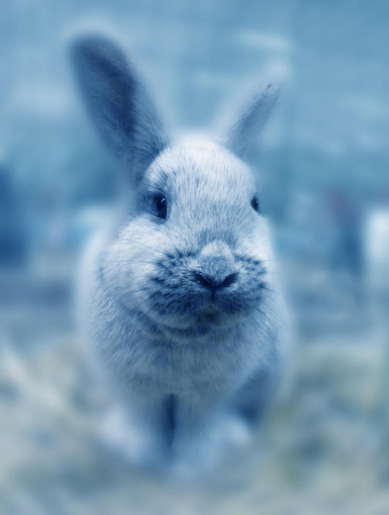Blue rabbit by JankaLateckova on DeviantArt