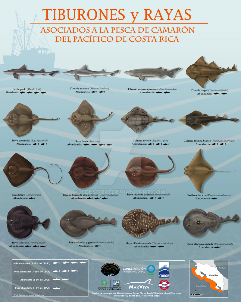 Benthic/Demersal Sharks and Rays of Costa Rica by Edestoid ...