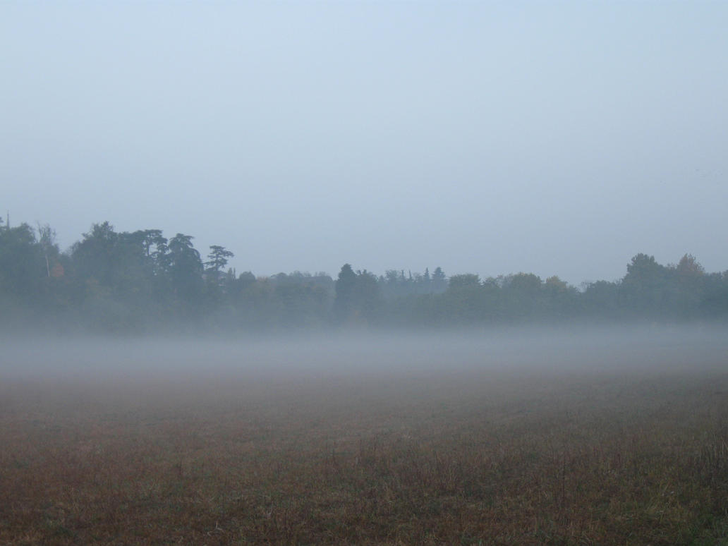 Image result for fog in a field tumblr