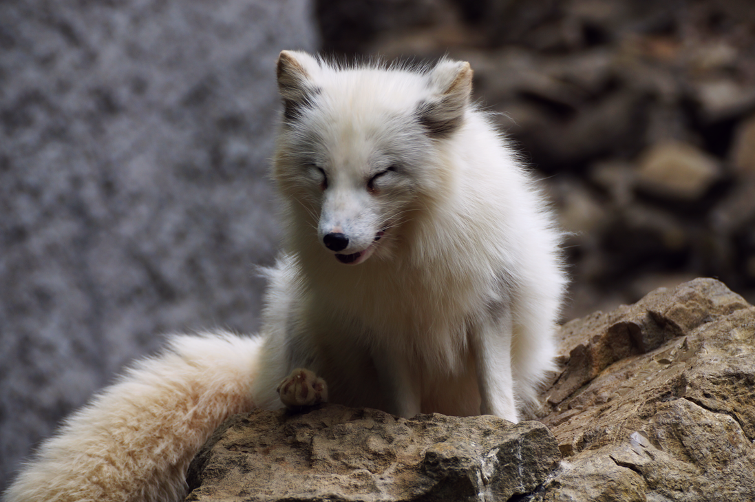 Arctic fox smiling by InvisibleAngle on DeviantArt
