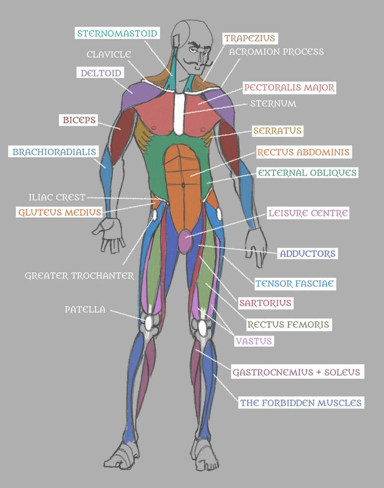 Human Anatomy: Muscles with Labels! by Pseudolonewolf on ...