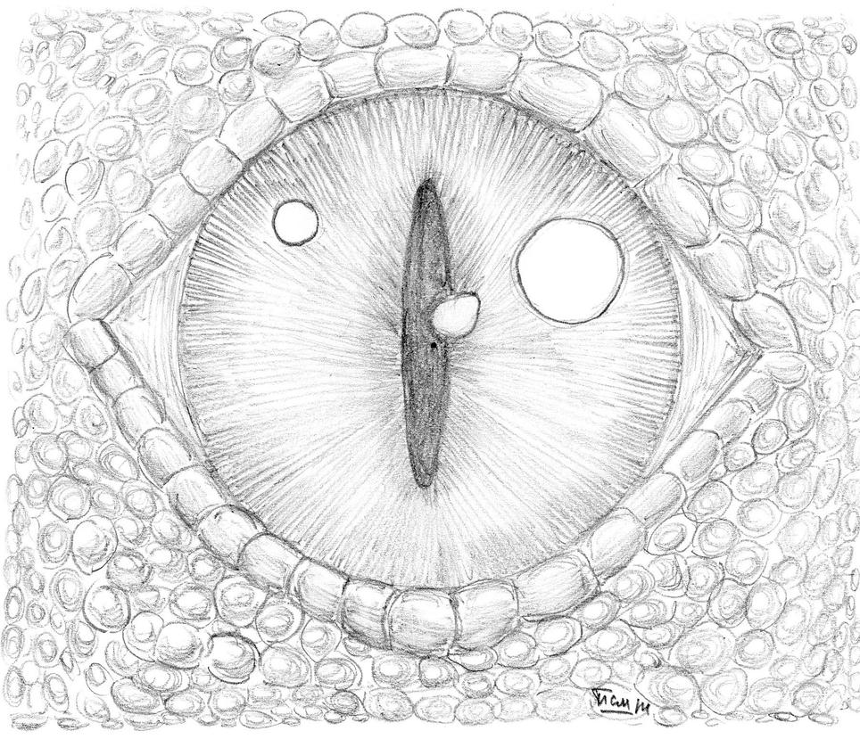 Dragon eye by Xiphactinus on DeviantArt
