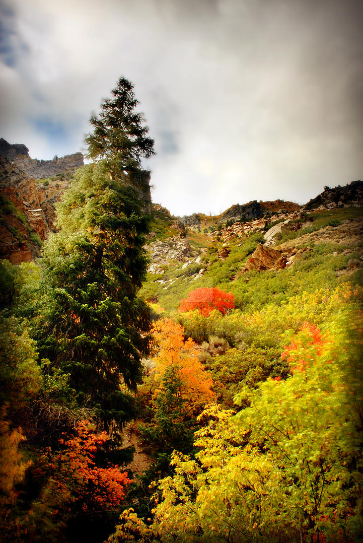 Pine Tree Fall colors AF canyo by houstonryan on DeviantArt