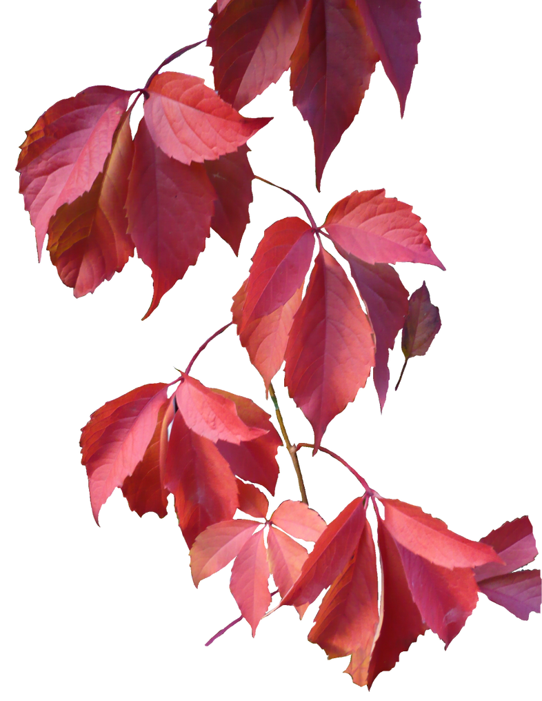 autumn leaves png. by erdmute on DeviantArt