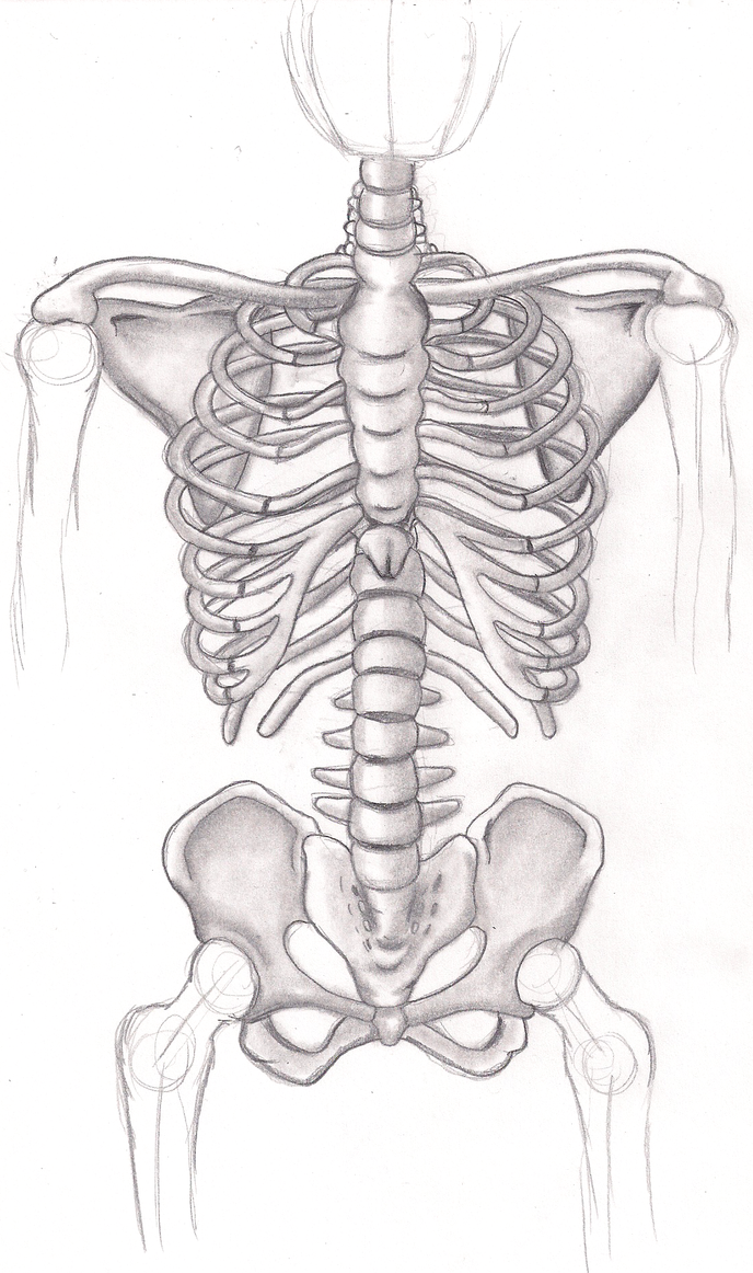 Skeleton Body by ProfessorMegaman on DeviantArt