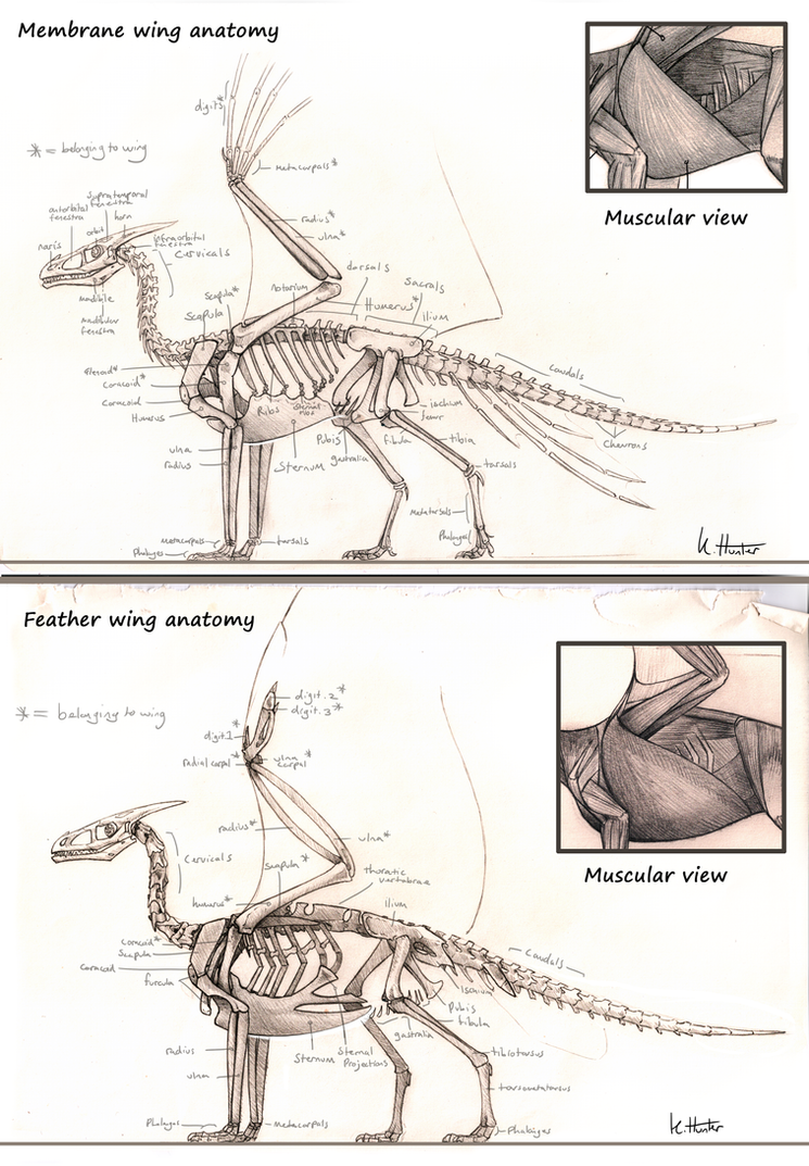 Feathered wing vs Membrane wing anatomy (Dragon) by Sezaii on DeviantArt