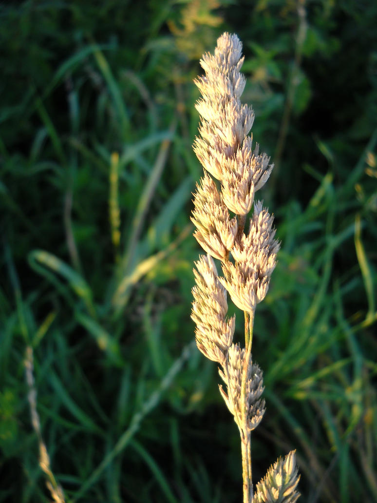 macro grass    reed by setepenra0069 on deviantart