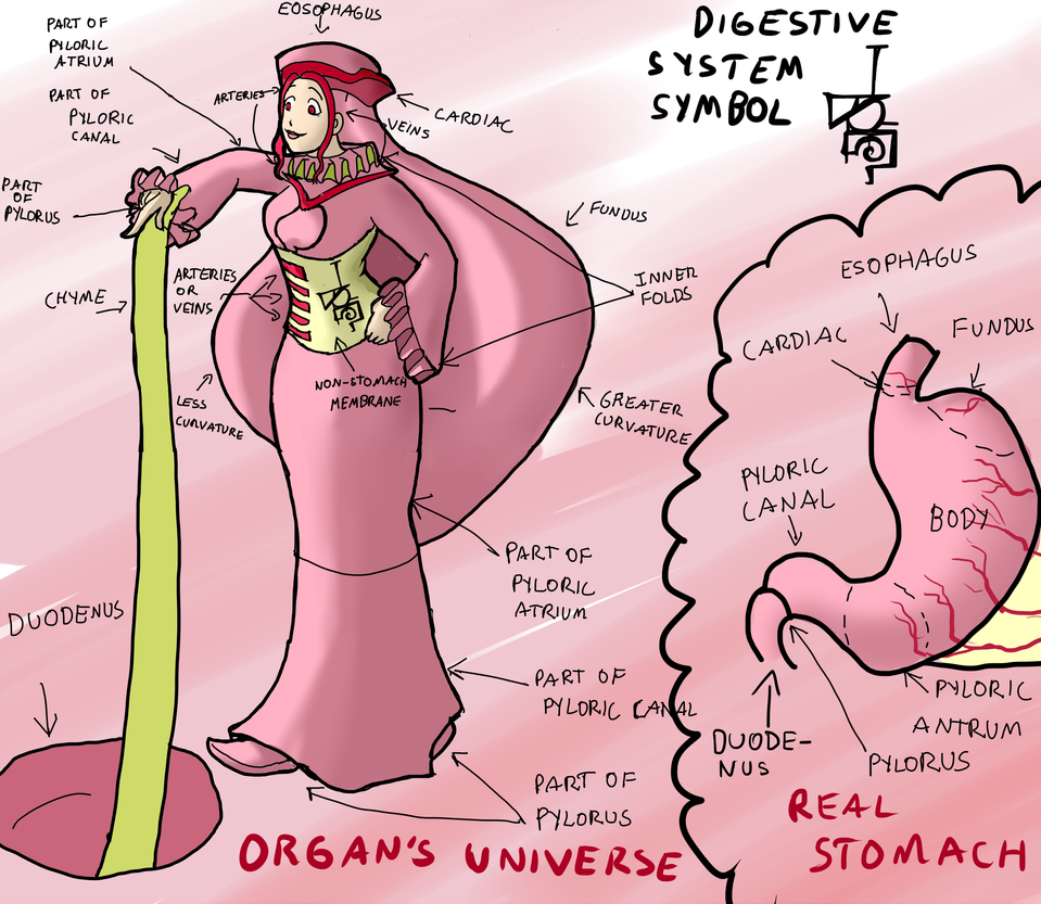 Stomach and parts by Wolframia on DeviantArt