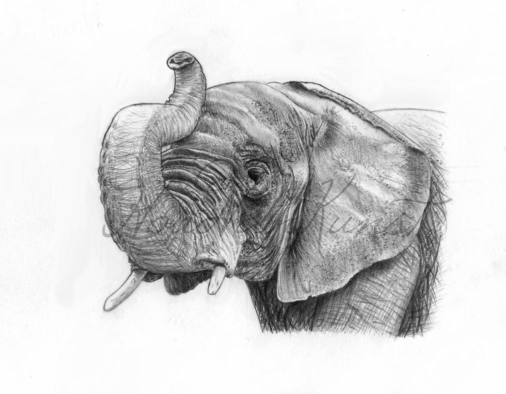 African Elephant by HoudVanKunst on DeviantArt