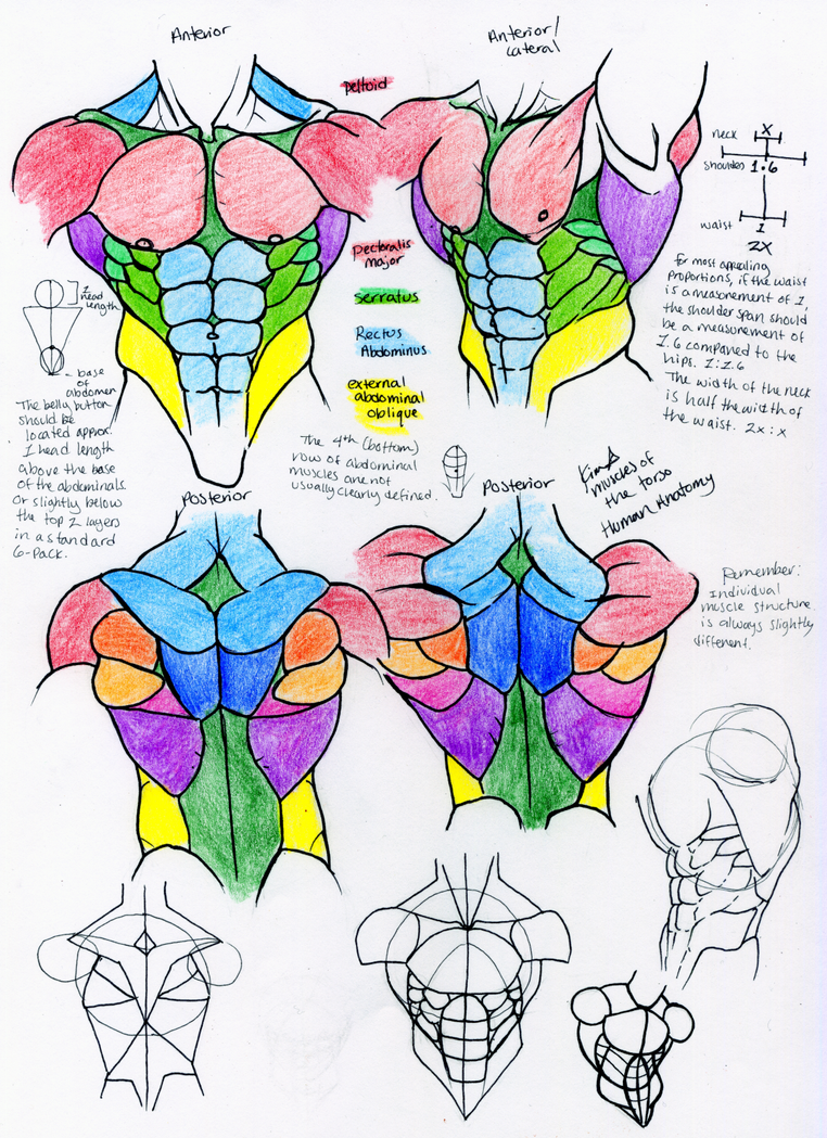 Torso Anatomy Drawing / Reference Character Models - Page 11 | Male