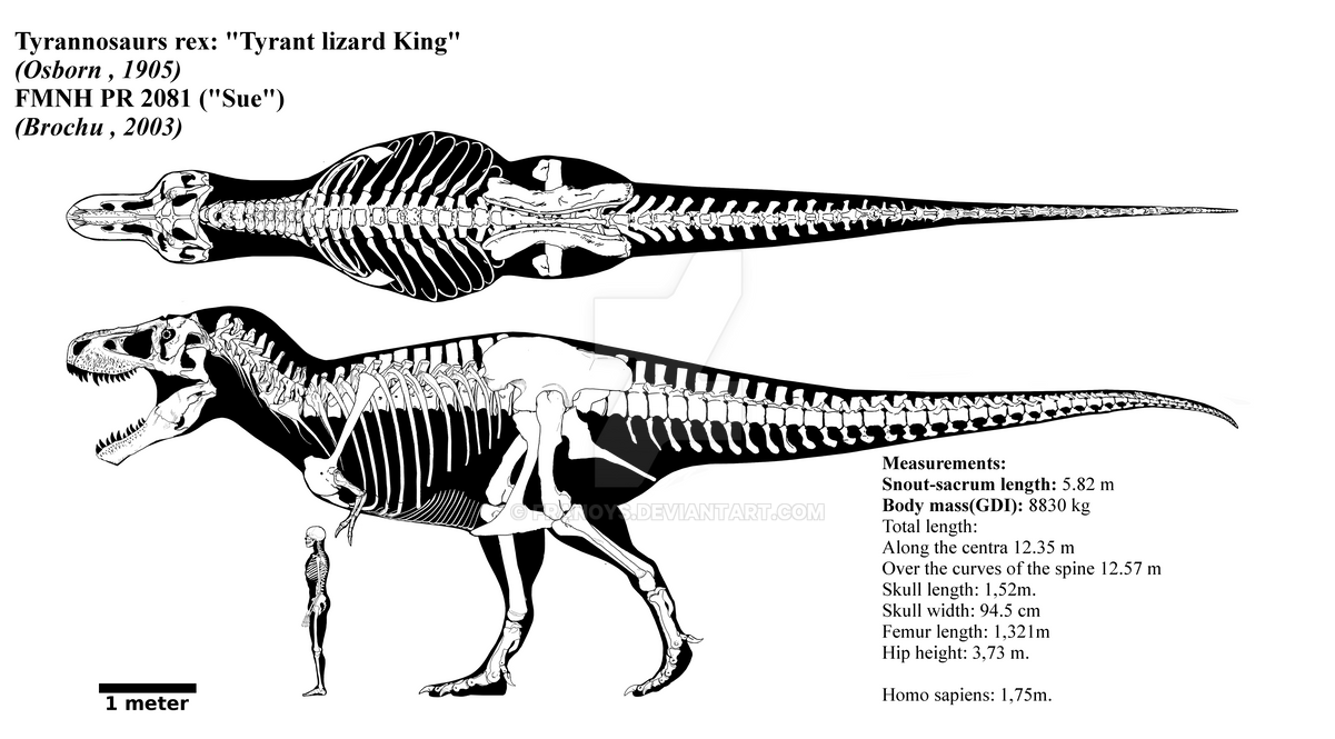 Tyrannosaurus rex skeletal diagram (FMNH PR 2081) by Franoys