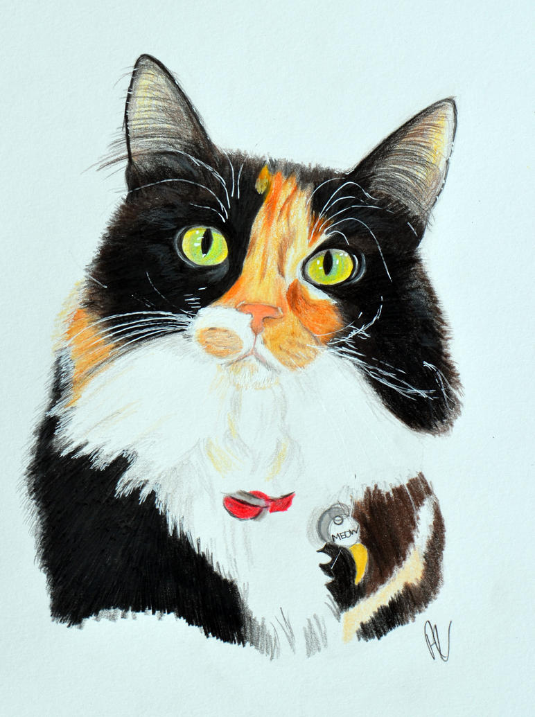 Image result for sketch of a calico cat