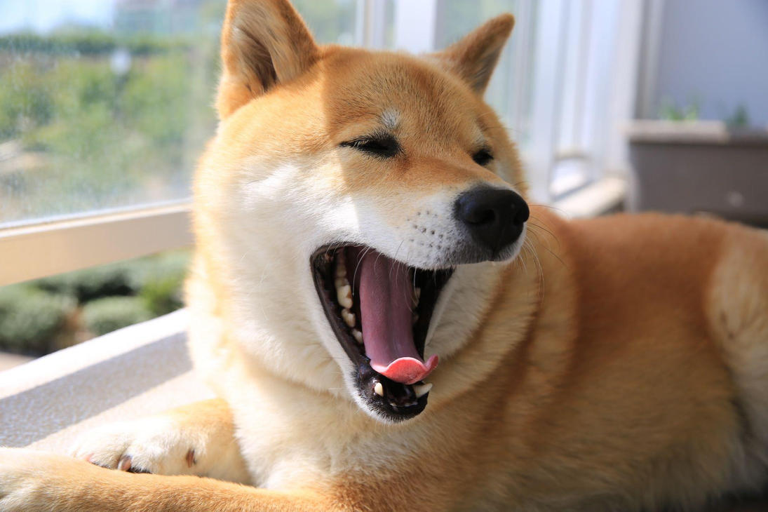 Resultado de imagen para shiba dog, yawn