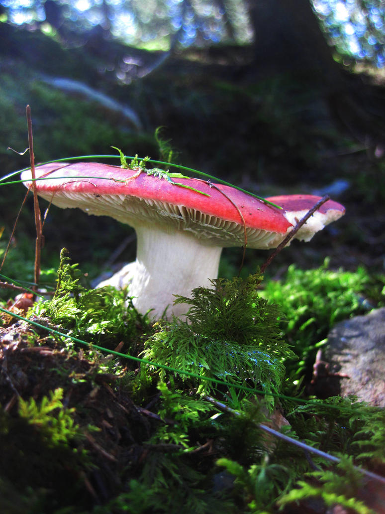 Mushroom by jajafilm