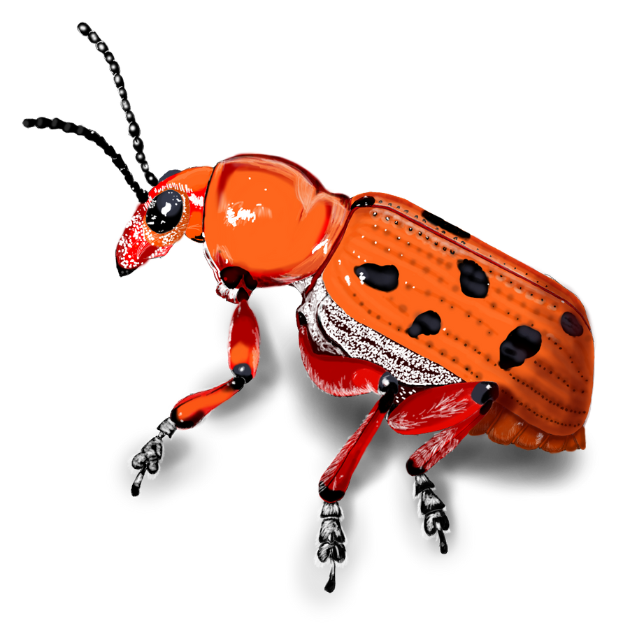 ladybug_of_evil_by_heallling-dciihpj.png
