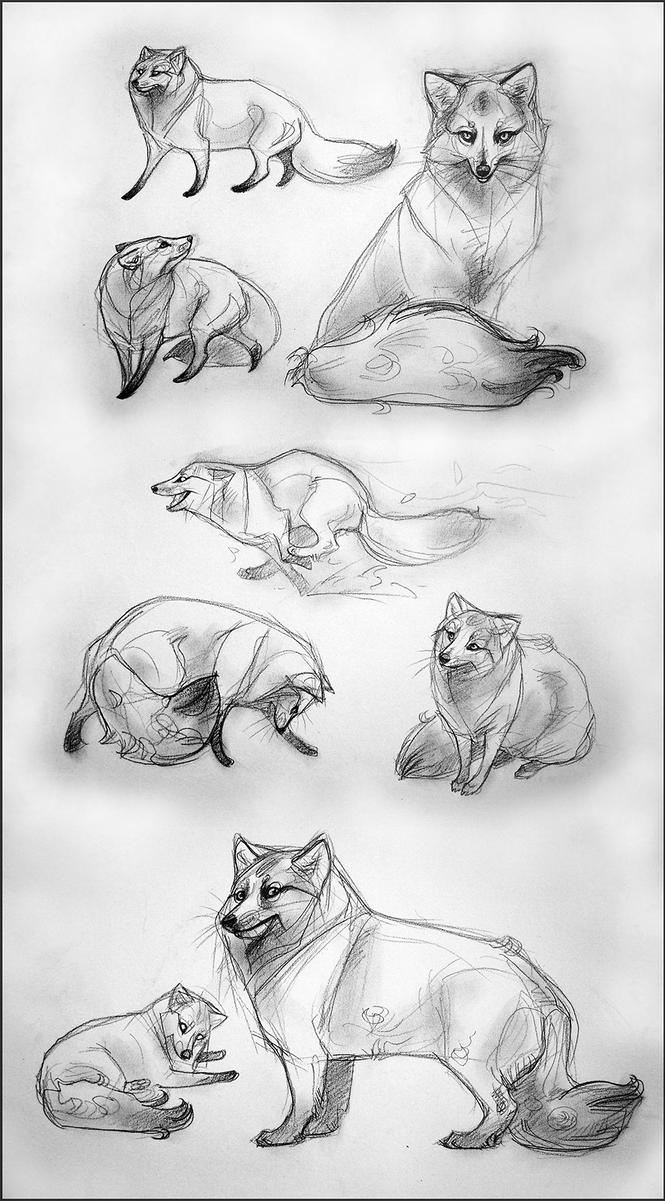 Arctic Fox Study (uncolored version) by TheUrbanFox on DeviantArt