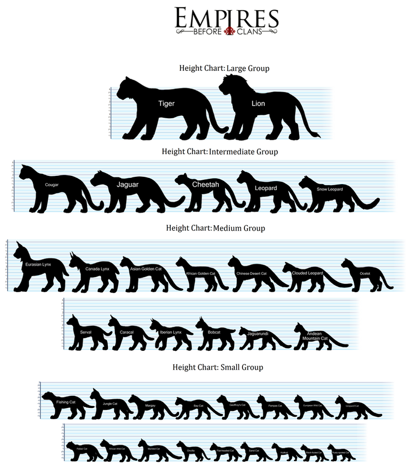 Cat Size Chart