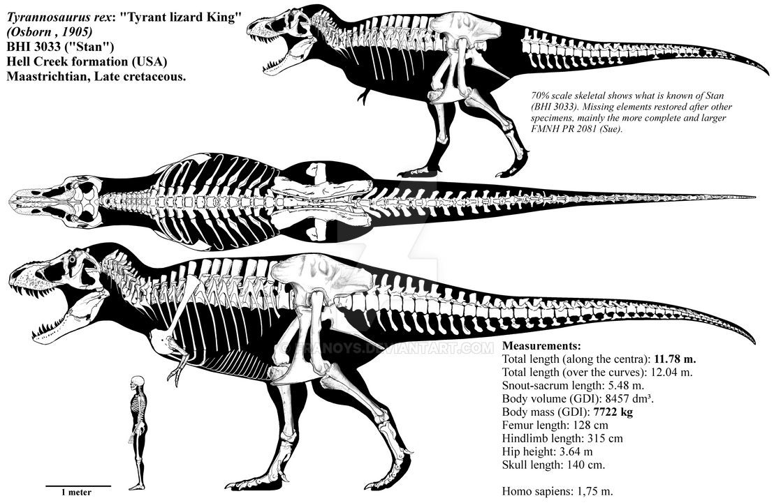 Tyrannosaurus rex skeletal diagram (BHI 3033) by Franoys