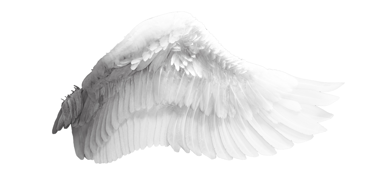 White Angel Wings 1 (4) by bouzid27 on DeviantArt