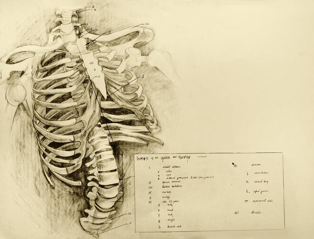 anatomical drawing 01 ribcage by niitsvee on DeviantArt