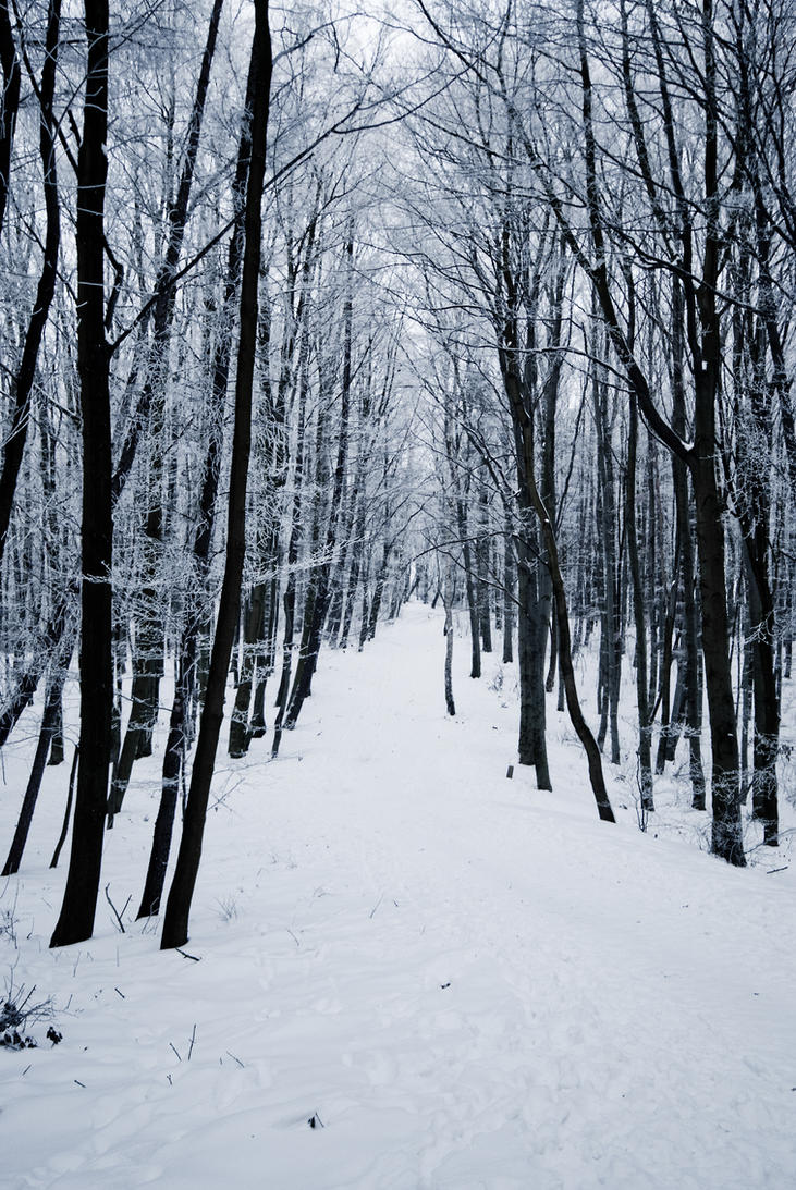 Hình Phong Cảnh Mùa Đông Snow_landscape_by_iisjahstock-d3dtryi