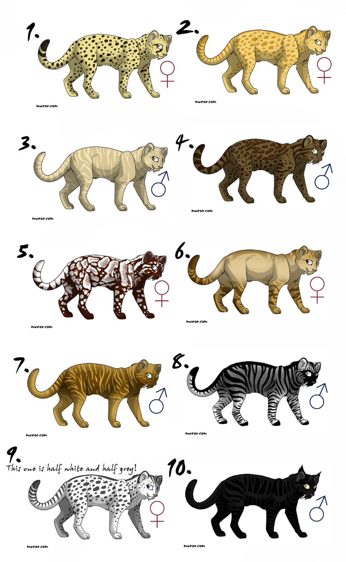 saber cat adoptables by Hotaru-Icerain on DeviantArt