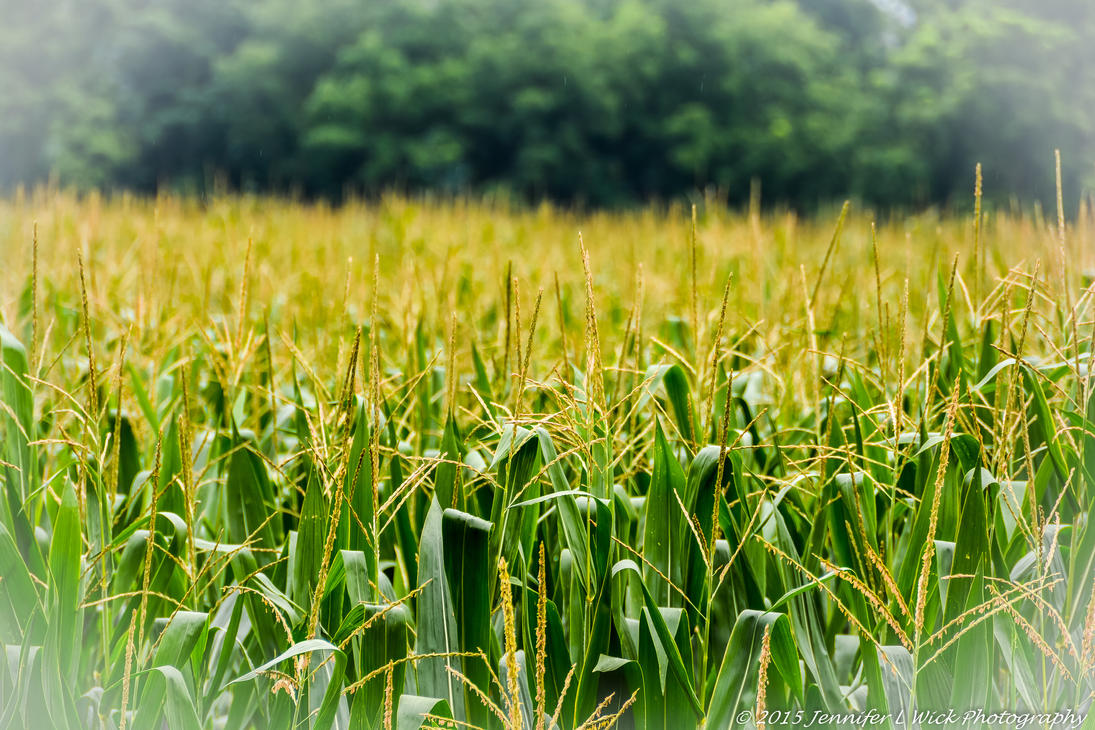 Corn Field by jenn-na-na on DeviantArt