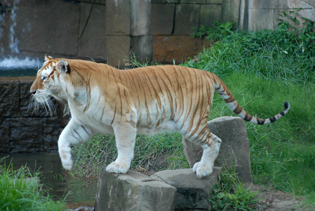 leap_of_the_golden_tiger_by_delitescentcalm-d6smoka.jpg