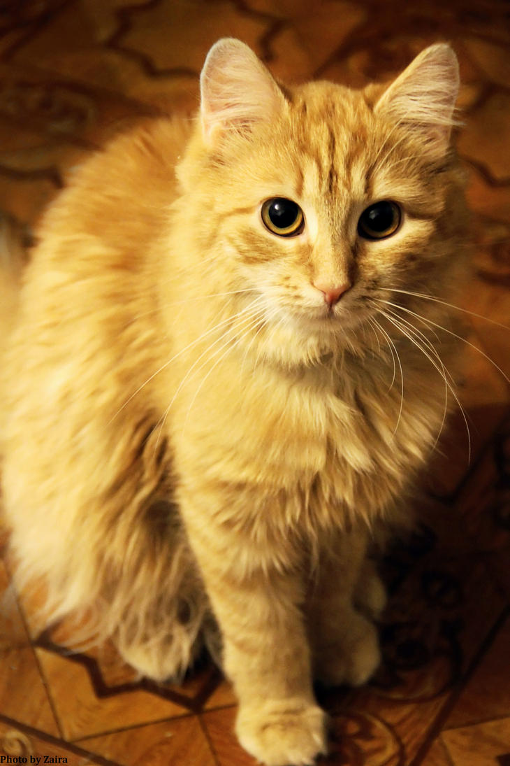 ginger cat  by Zaira555 on DeviantArt