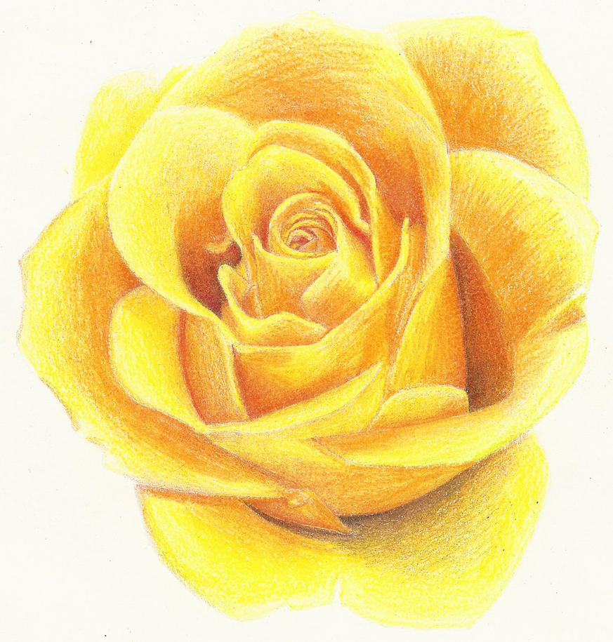 Yellow Rose by Rollingboxes on DeviantArt