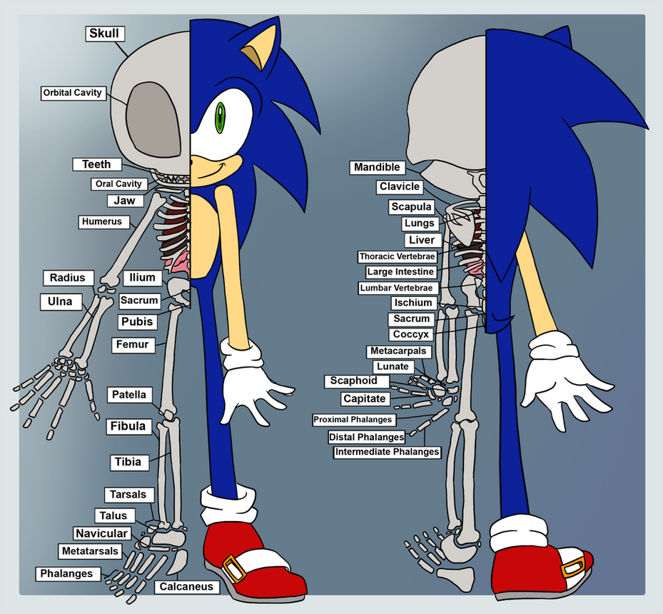 Basic Sonic Anatomy by eternityspark on DeviantArt