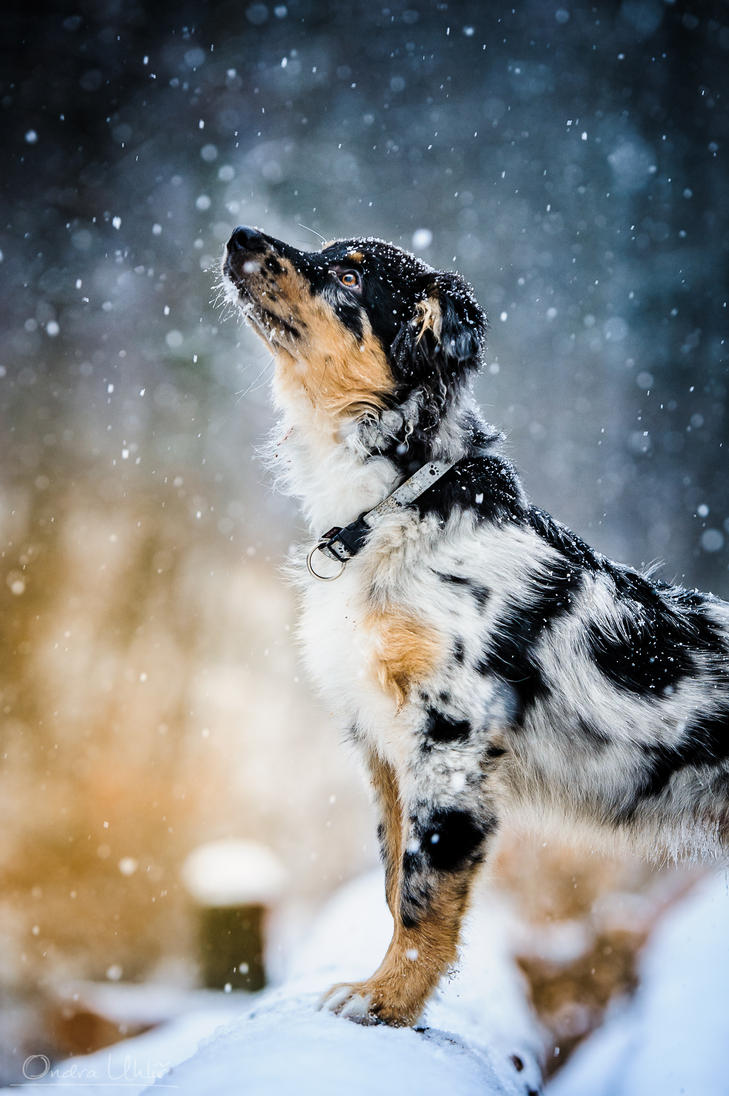 Puppy in snow. by ondra-uhlir on DeviantArt