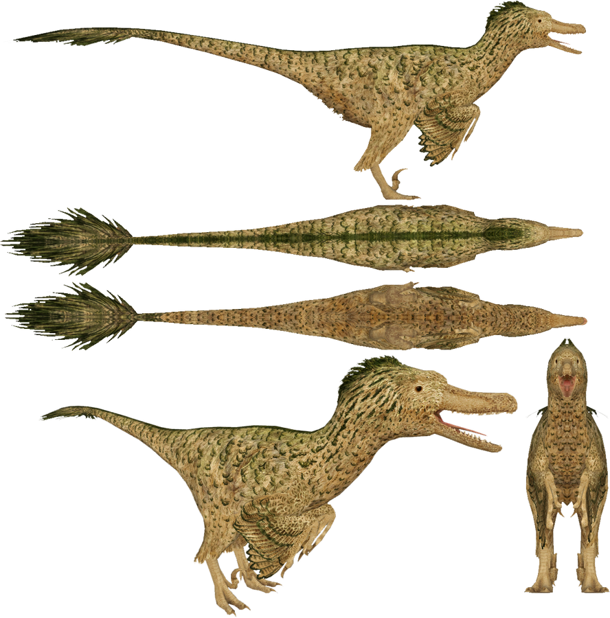 Velociraptor by DinosaurManZT2 on DeviantArt