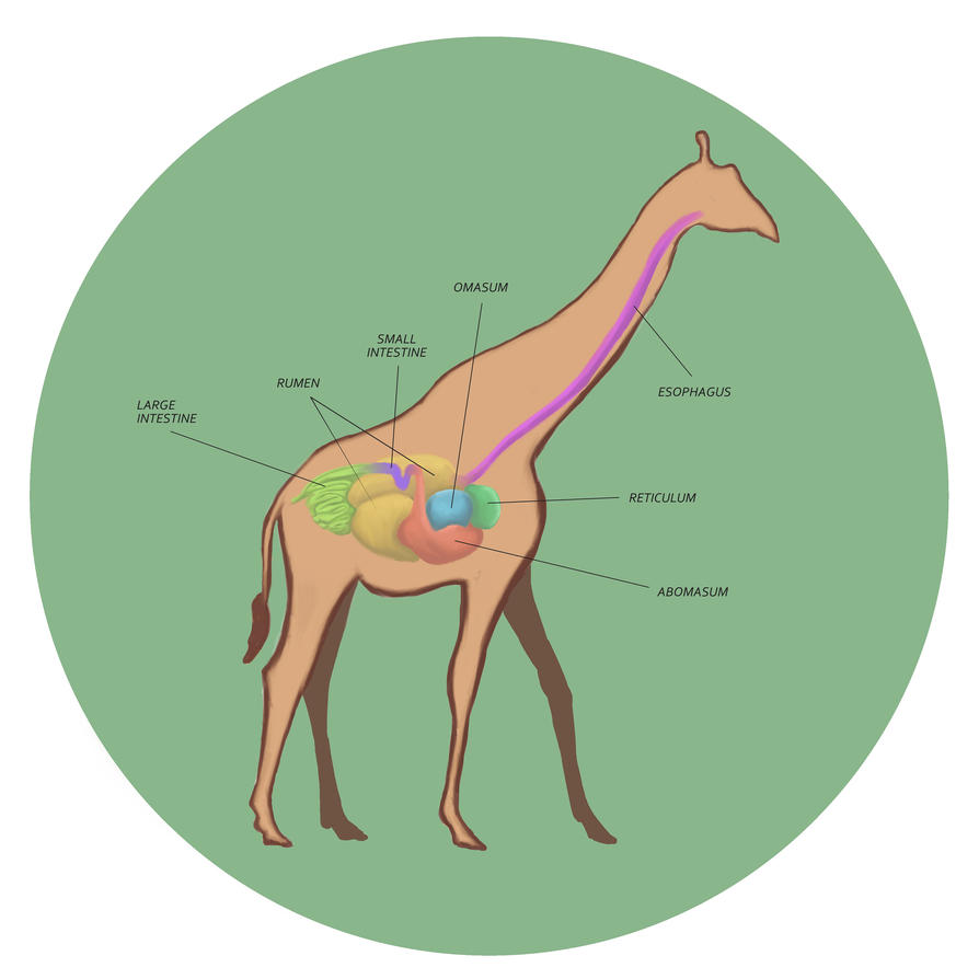 Digestive System of a Giraffe by izzycreates on DeviantArt
