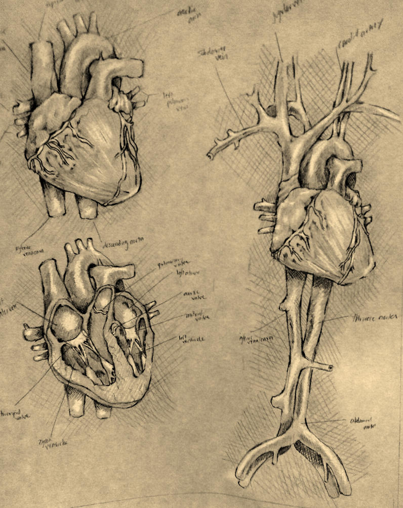 Heart Diagram by TheDeviantDrawer on DeviantArt