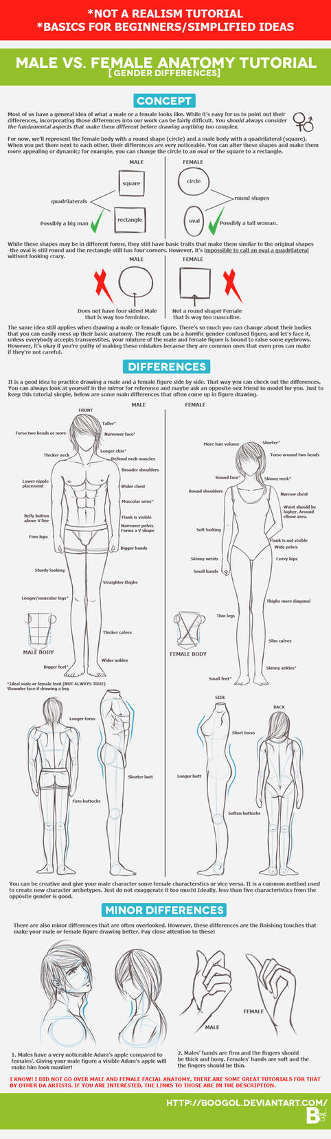 Male VS. Female Anatomy Tutorial by Boogol on DeviantArt