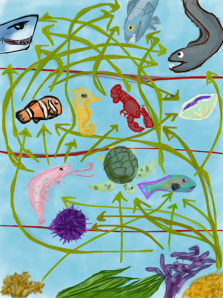 Coral Reef Food Chain For Kids